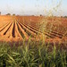Sharon Field Photo 10