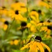 Susan Lumpkin Photo 27
