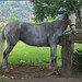 Janie Gray Photo 15