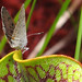Sandra Moths Photo 6