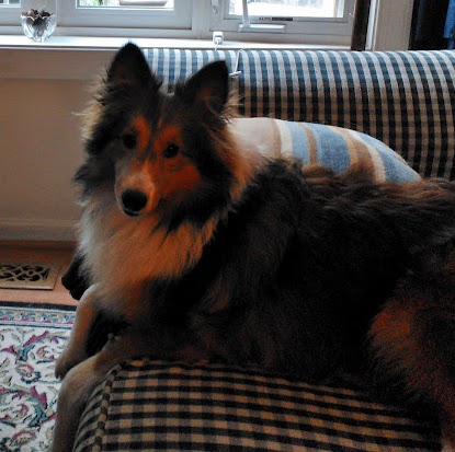 Donna Pitts Photo 13