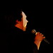 Joseph Blais Photo 23