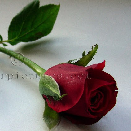 Sanjaykumar Patel Photo 10