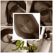 Annie Hoang Photo 37