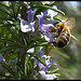 Rosemary Sharp Photo 5