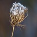 Anne Frost Photo 32
