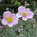 Nancy Spangle Photo 10