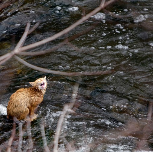 Timothy Simpson Photo 30