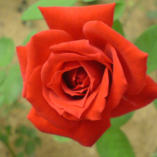 Rose Long Photo 38