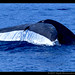 Mark Colombo Photo 15