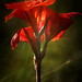 Linda Pleasants Photo 19