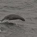 Paul Seal Photo 27