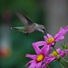 Sandy Skipper Photo 9