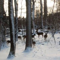 Debbie Holcombe Photo 9
