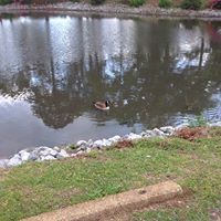 Susan Mcneal Photo 16