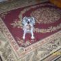 Susan Blankenship Photo 25