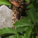 Sheldon Fox Photo 17