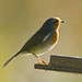 Robin Carr Photo 42
