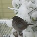 Heather Sparrow Photo 22
