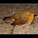 Robin Gast Photo 5
