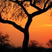 Sandra Lever Photo 4