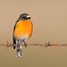 Jon Robins Photo 16