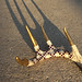 Cortney Smith Photo 19