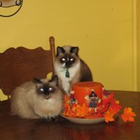 Diane Bonner Photo 33
