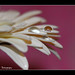 Sherry Flowers Photo 24