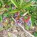 Sandy Berry Photo 26