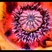 Jeri Flowers Photo 6