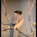 Jay Head Photo 28