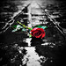 Rose Alley Photo 6
