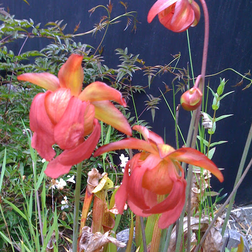 Virginia Porter Photo 38
