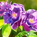 Joan Rose Photo 26