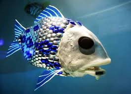 Christopher Fish Photo 14