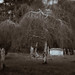 Diana Wickham Photo 14