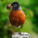 Robin Fuller Photo 12