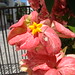 Alicia Flowers Photo 36