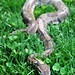 Gerald Thomas Photo 33