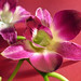 Rosa Light Photo 10