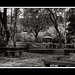 Pui Yuen Photo 8
