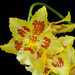 Debra Golden Photo 20