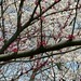 Cherry Morris Photo 26