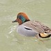 Anne Teal Photo 13