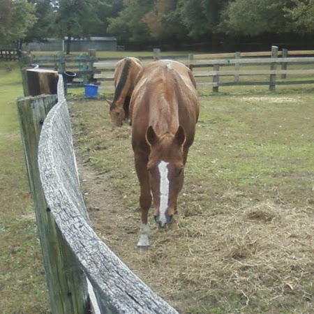 Joy Holman Photo 4