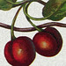 Carol Cherry Photo 17