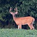 David Lindsey Photo 48