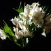 Brenda Whiting Photo 26