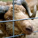 Carolyn Garrison Photo 13